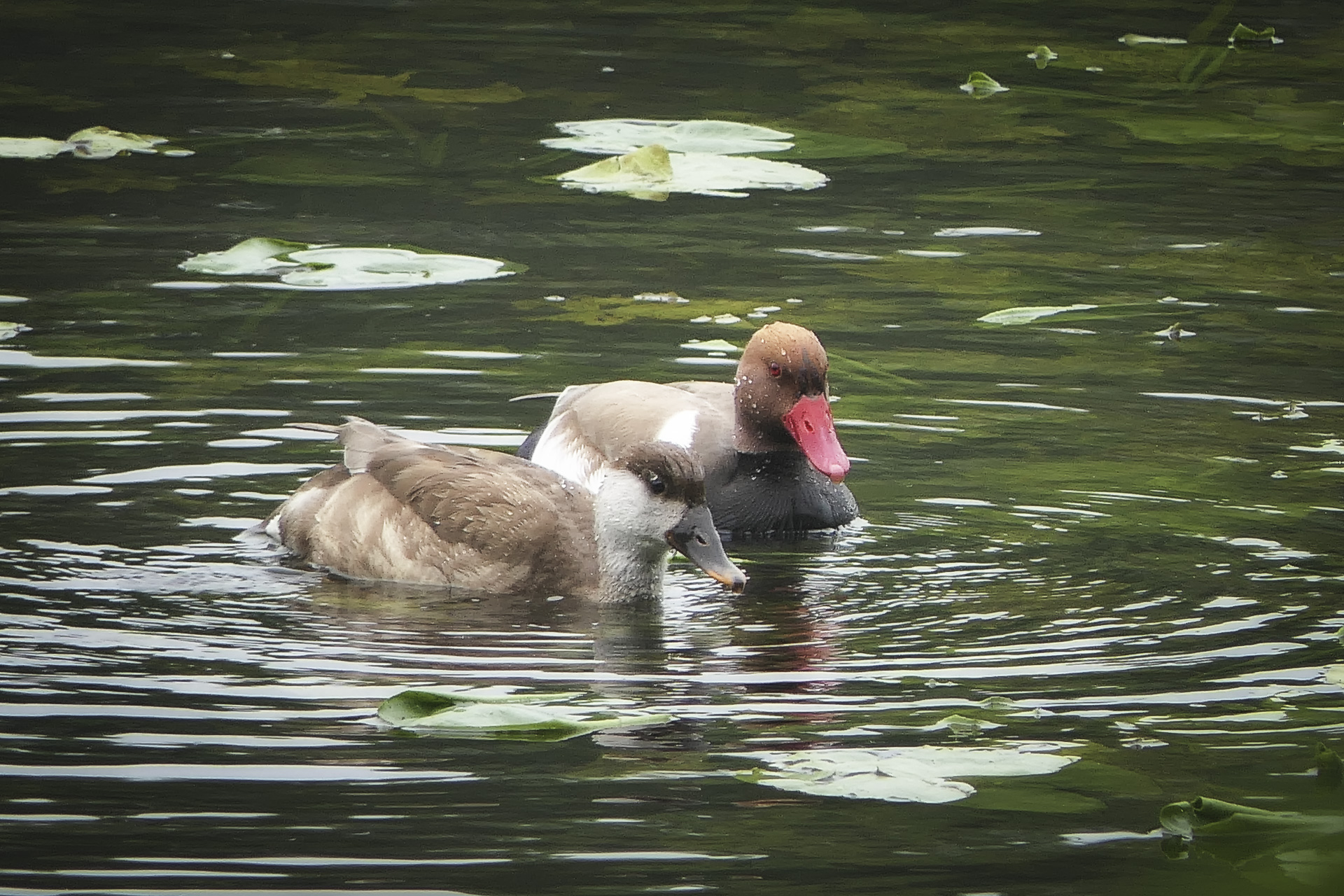 Netta rufina - Nette rousse
