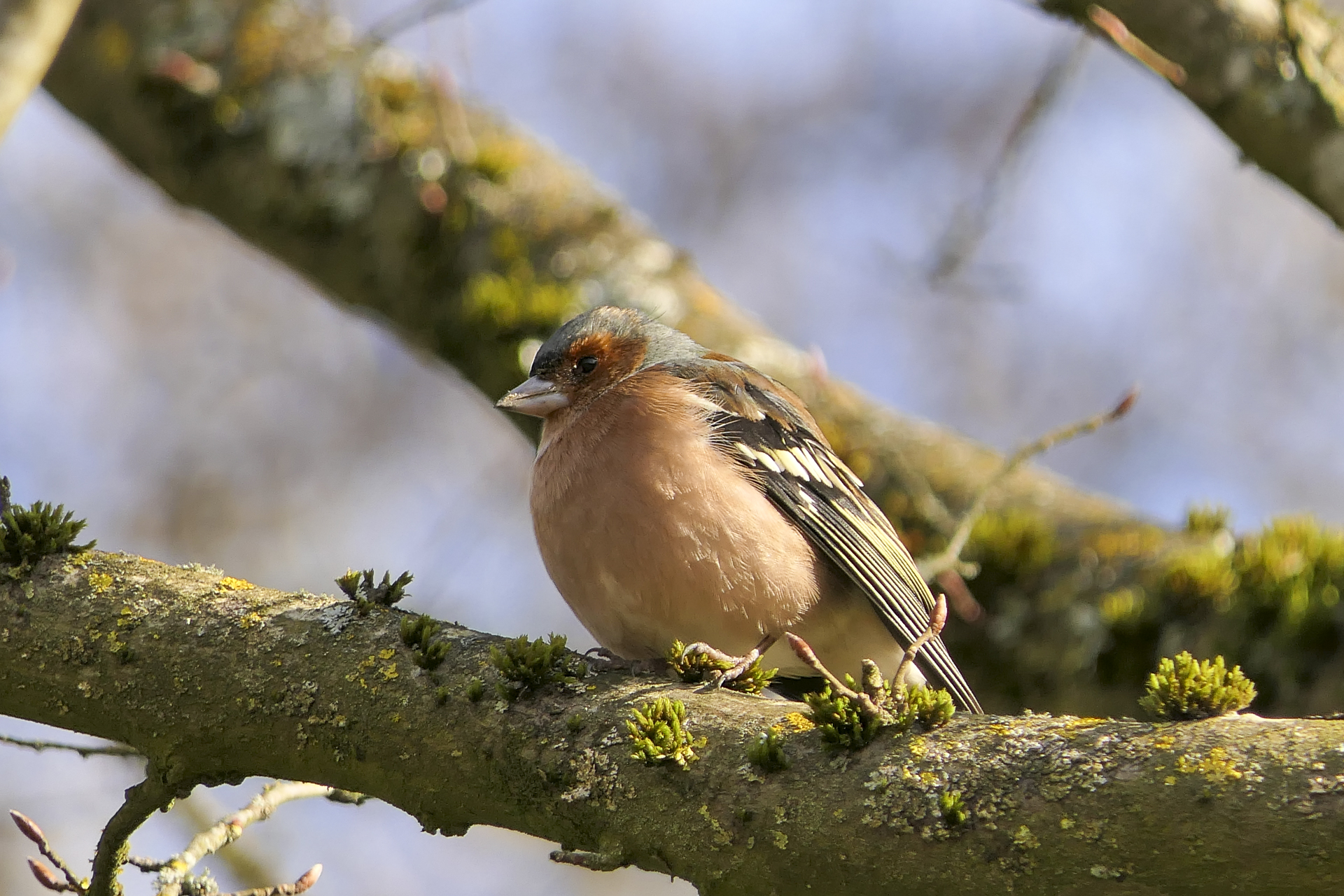 Fringilla coelebs