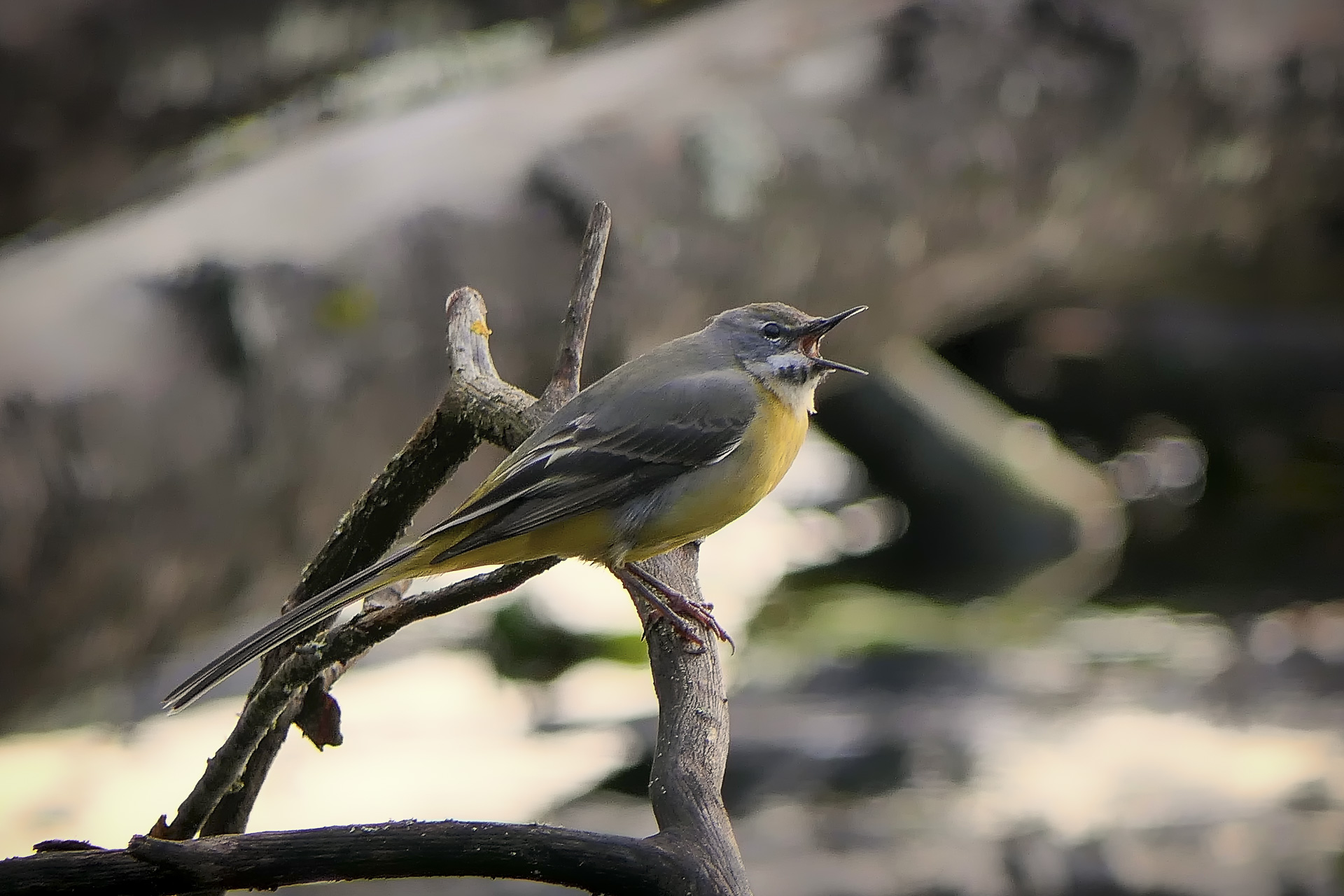 Motacilla cinerea – La Bergeronnette des ruisseaux