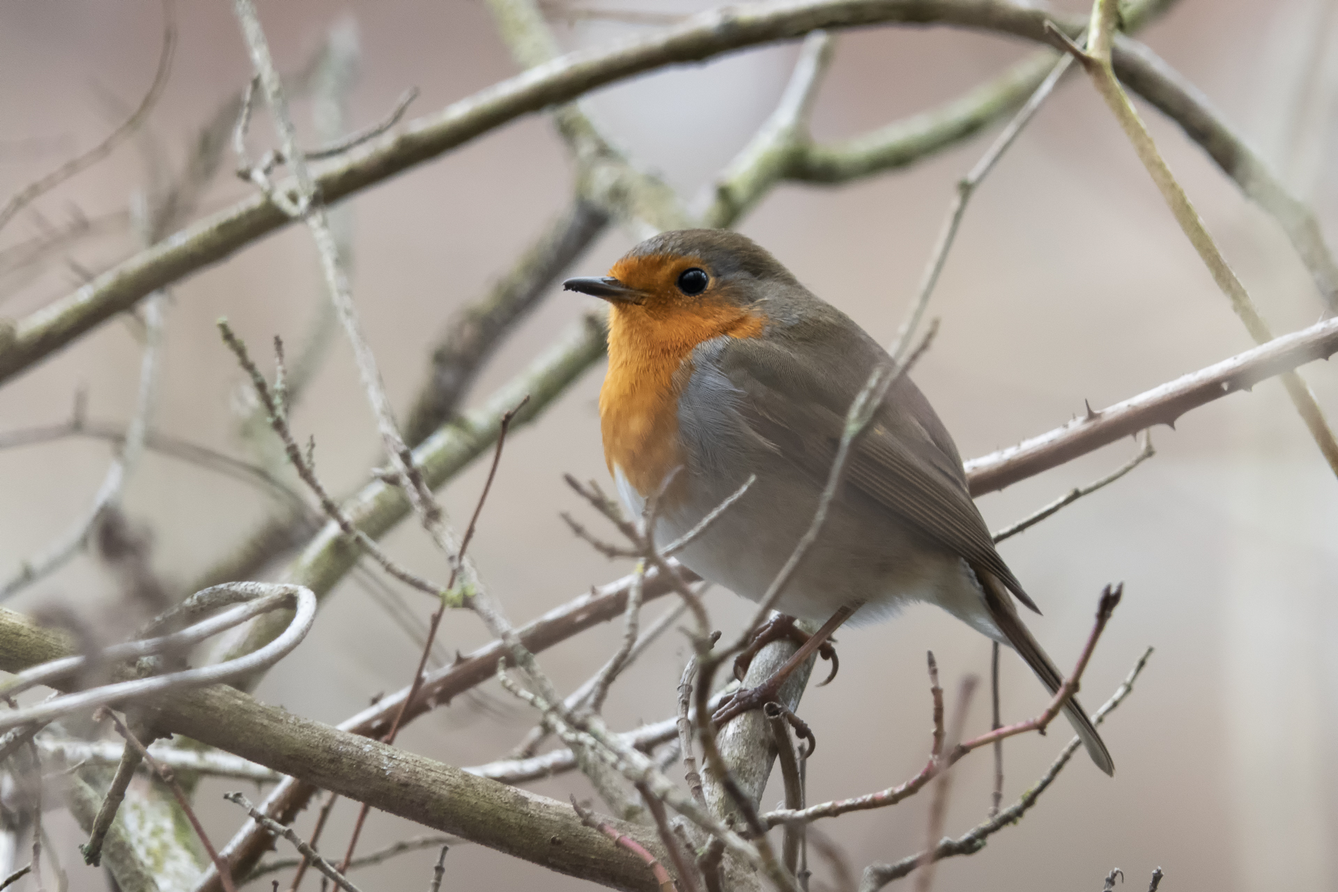 Erithacus rubecula