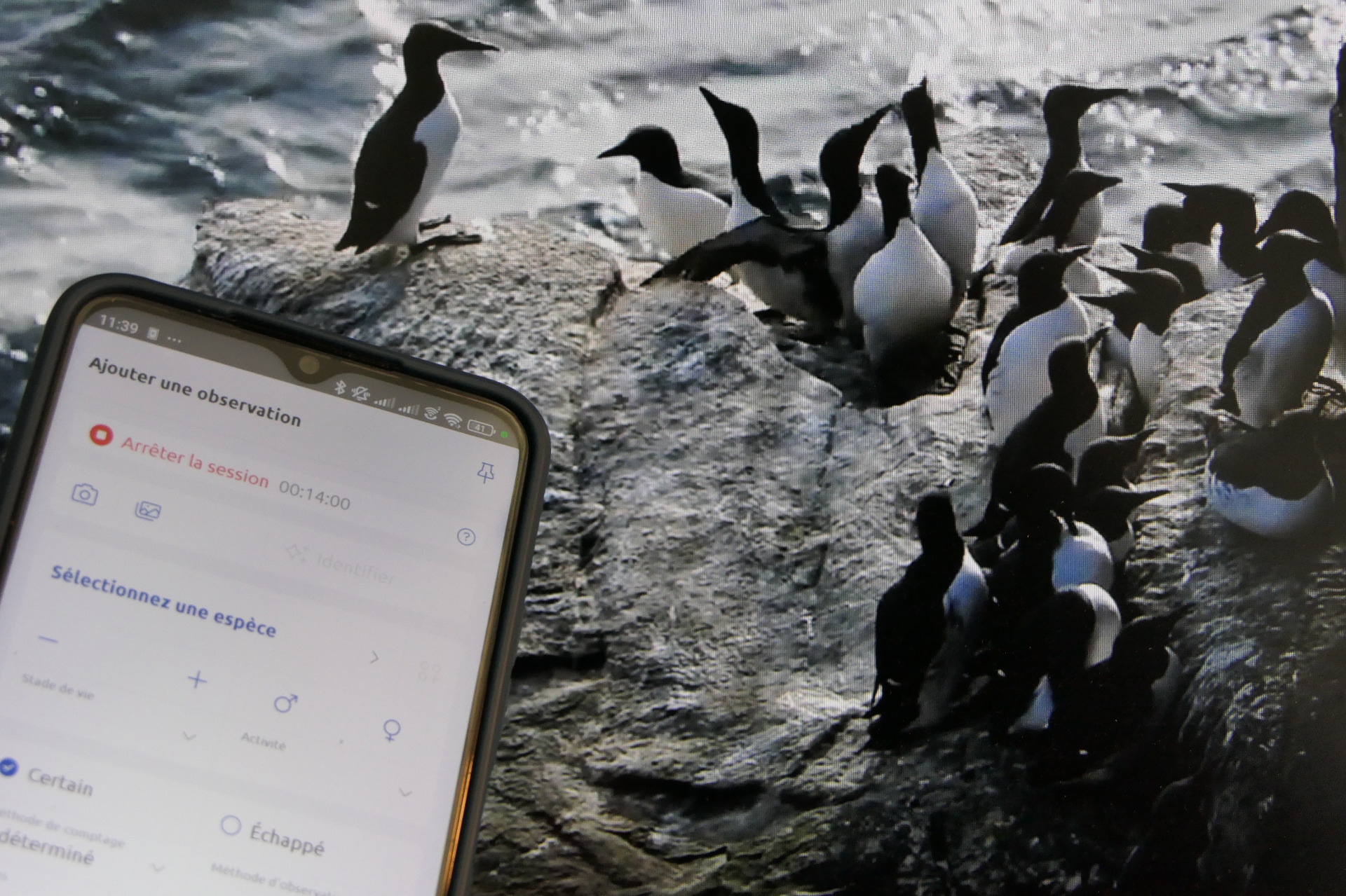 Observation.org : la plateforme internationale qui donne vie à vos observations naturalistesObservation.org : la plateforme internationale qui donne vie à vos observations naturalistes