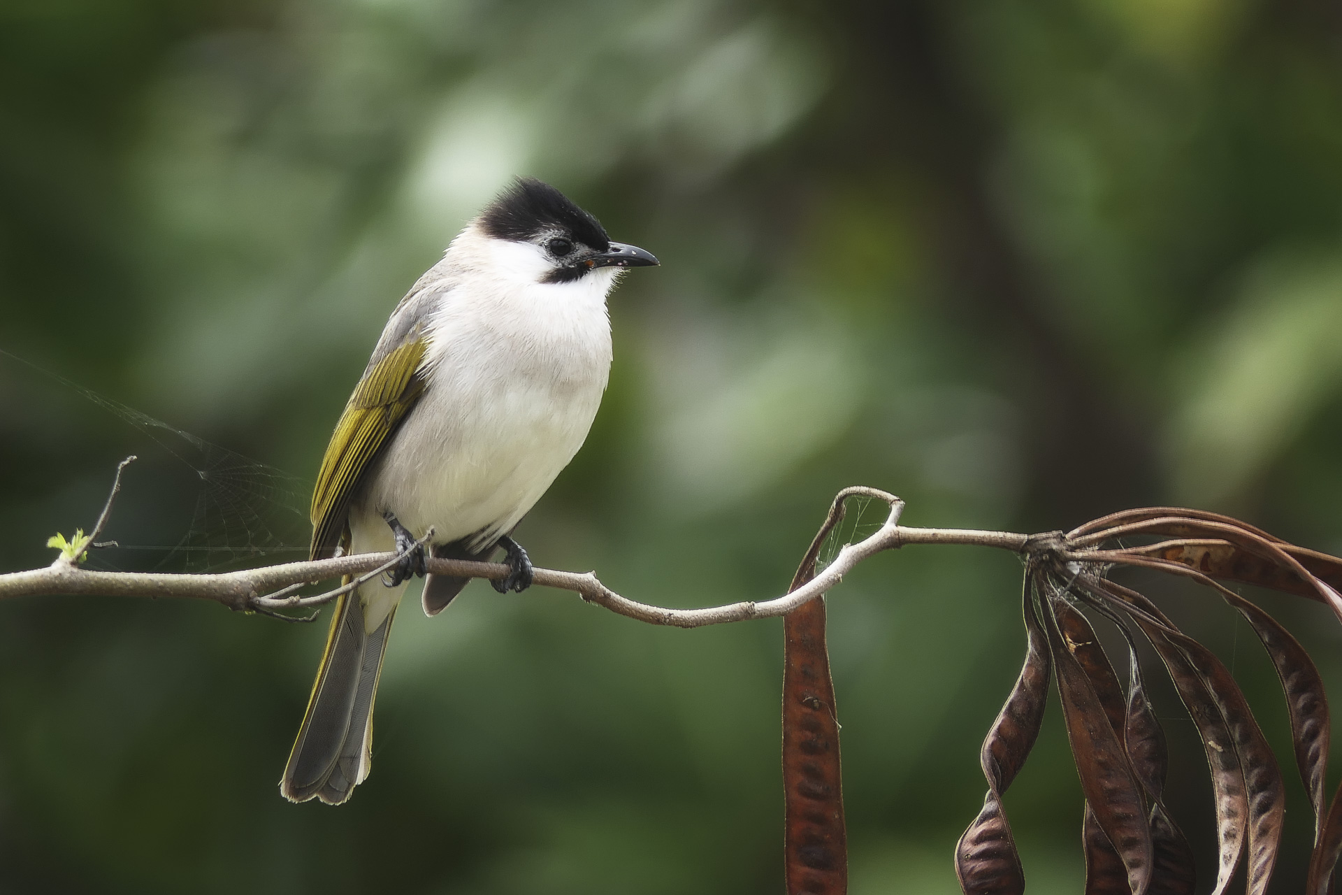 Pycnonotus taivanus – Le Bulbul de Taïwan