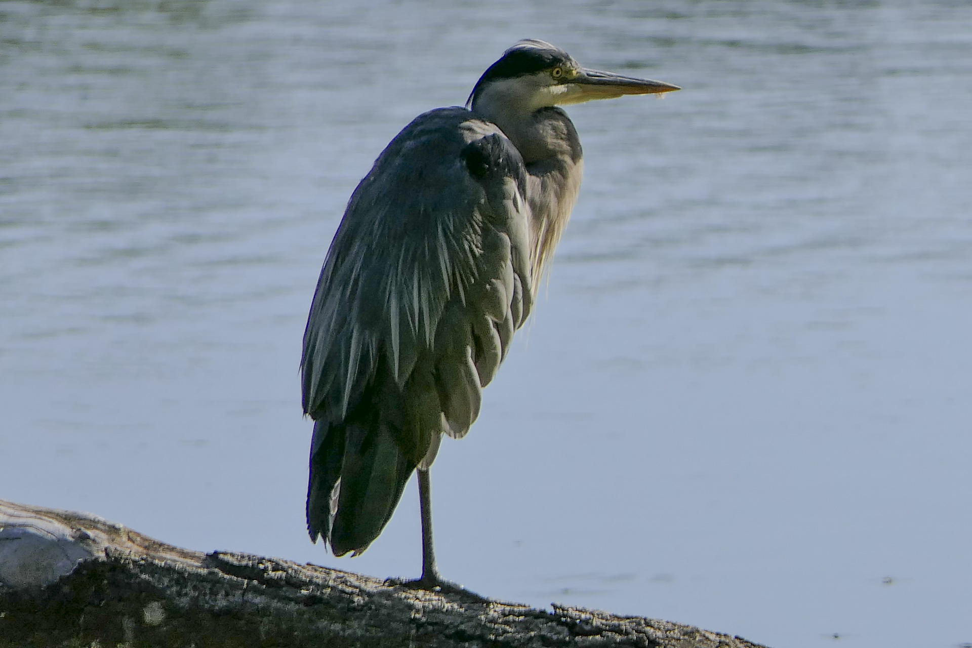 Découverte des oiseaux des étangs de Commelles : une matinée au fil de l’eau