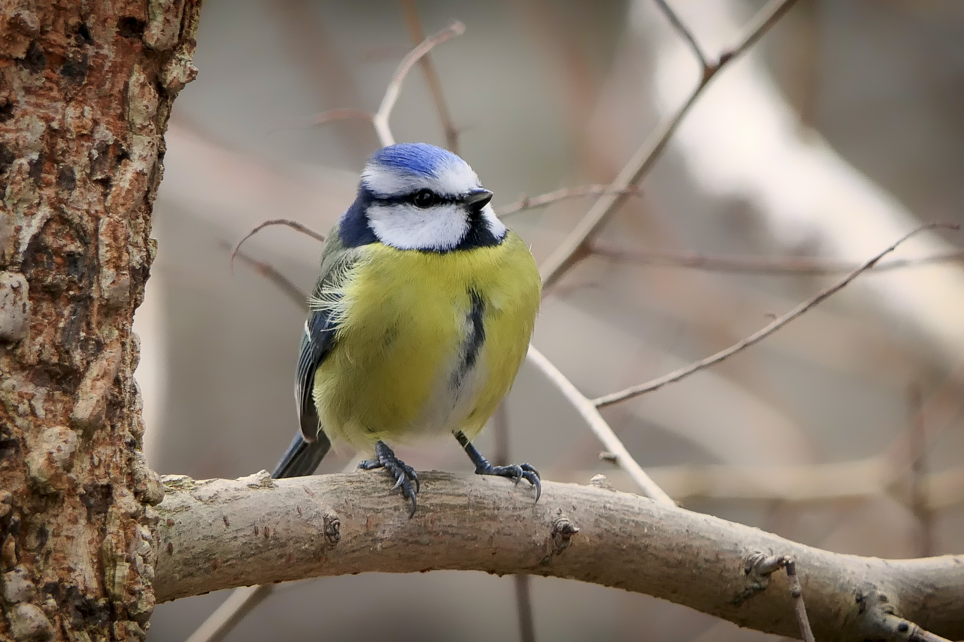 Découverte des oiseaux de la forêt d'Ermenonville